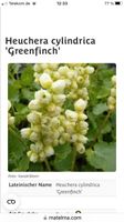 Heuchera/Purpurglöckchen Niedersachsen - Seggebruch Vorschau