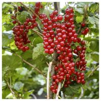 Rote Johannisbeeren (dicke, große Früchte) Kiel - Russee-Hammer Vorschau