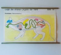 DDR Rollkarte/Wandkarte /Unterrichtsmittel  "Katze/innere Organe" Sachsen-Anhalt - Salzwedel Vorschau