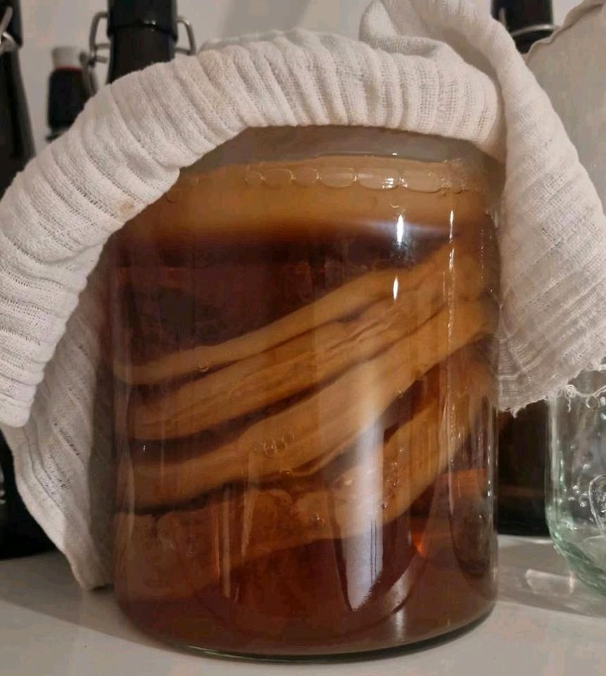 Kombucha Scoby in München