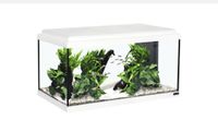 60 Liter Aquarium von Aquatlantis Nordrhein-Westfalen - Mülheim (Ruhr) Vorschau