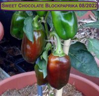 ERNTE 2022 Paprika Sweet Chocolate 15 Samen aus Bio Anbau Hessen - Borken Vorschau