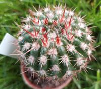 Notocactus mammulosus Kakteen Kaktus Nordrhein-Westfalen - Monheim am Rhein Vorschau