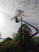 Heckenschnitt, Baumschnitt Garten Hessen - Schotten Vorschau