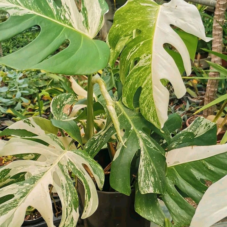 philodendron monstera Albo weiß White variegata deliciosa in Göppingen