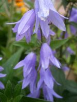 STAUDENSAMEN - BLAUE GLOCKENBLUME - ACKERGLOCKENBLUME Sachsen-Anhalt - Lutherstadt Wittenberg Vorschau