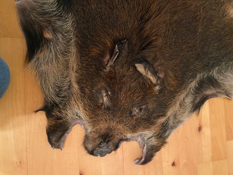 Kaminvorleger Wildschweinfell in Wennigsen