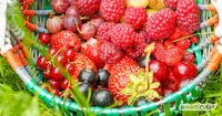 Suche Johannisbeeren, Sauerkirschen, Erdbeeren zum pflücken Hessen - Dieburg Vorschau