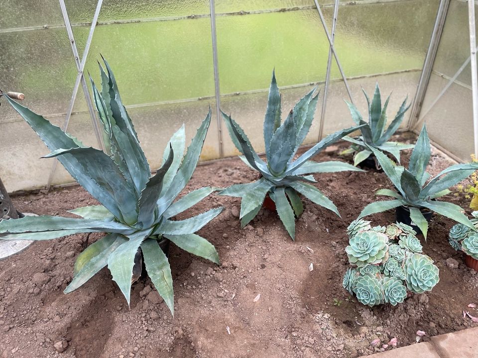 Agave // Sukkulente in Weinheim