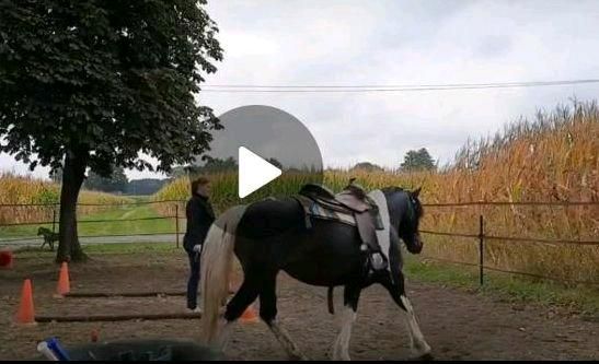 Liebes unverbrauchtes Kleinpferd zum selber ausbilden in Wehrbleck