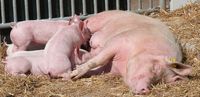 Verkaufe Schweine Hausschweine Ferkel Brandenburg - Doberlug-Kirchhain Vorschau