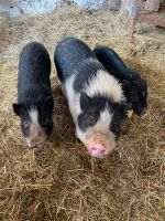 Kuschelhofführung - Sonntag, 16 Uhr - Hofführung Nordrhein-Westfalen - Brakel Vorschau