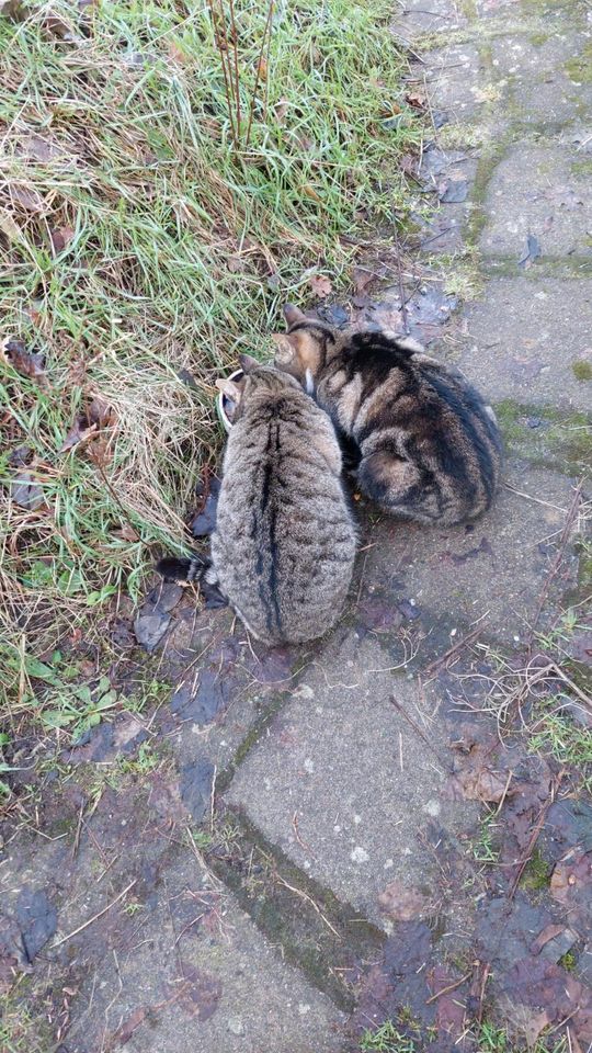 Katzenfutter für Streuner in Goldberg