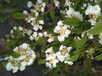 Japanischer Schneeball / Viburnum plicatum Mariesii / Höhe 50cm Nordrhein-Westfalen - Bocholt Vorschau