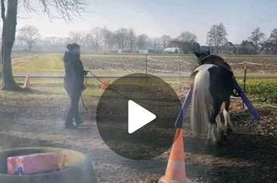 Liebes unverbrauchtes Kleinpferd zum selber ausbilden in Wehrbleck