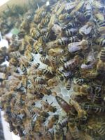 Bienenvölker Bienen Carnica Sklenar Baden-Württemberg - Freiburg im Breisgau Vorschau
