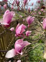 Schrebergarten Bauerngarten Bayern - Roßhaupten Vorschau