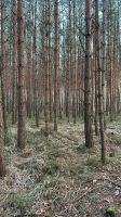 5 Hektar Waldfläche, gepflegt und gut bestockt im LK Görlitz Dresden - Trachau Vorschau