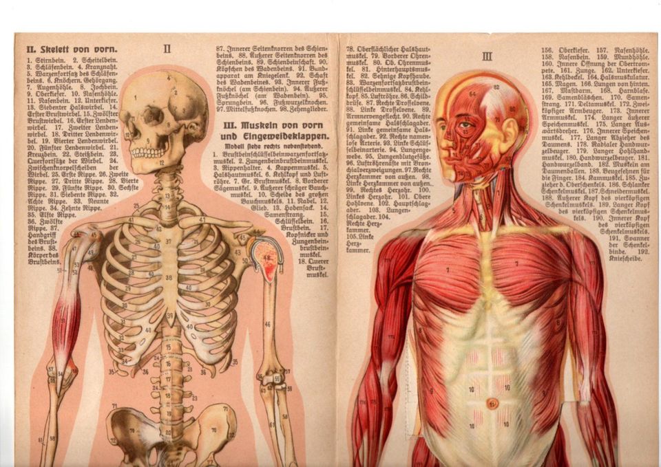 ANTIKE BILDTAFELN-LEHRTAFELN-ANATOMIEBLATT-ANATOMIE-KÖRPER-CORPUS in Berlin