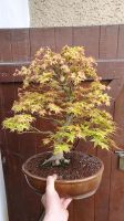 Bonsai Acer Palmatum Fächerahorn Kashima Brandenburg - Panketal Vorschau