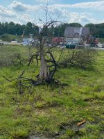 Holz vom Apfelbaum bis 20.5.24 Nordrhein-Westfalen - Senden Vorschau
