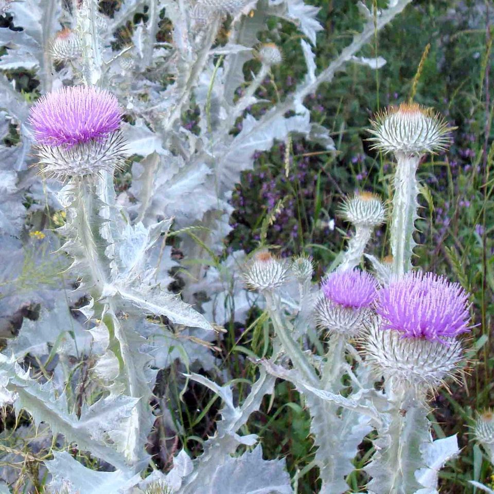 Eselsdistel (Onopordum acanthium) in Herxheim bei Landau/Pfalz