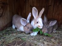 Hase Kaninchen weiblich Sachsen - Oelsnitz/Erzgeb. Vorschau