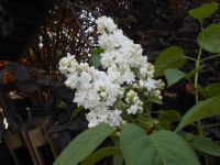 Flieder weiß Containerware syringa  Garten Pflanze Rheinland-Pfalz - Frankenthal (Pfalz) Vorschau