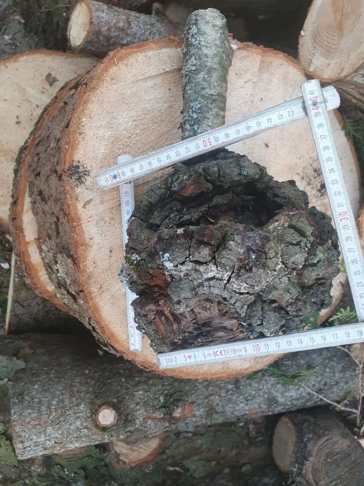 Drexeln Holz Maserholz Knolle Krebs Birke in Vaterstetten