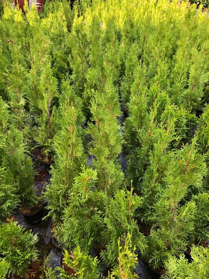 Sonderpreis Thuja Smaragd Lebensbaum 60-80 cm Hecke Thujen Thujas in Obersulm