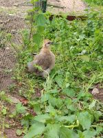 Zwergseidenhuhn Küken Niedersachsen - Beesten Vorschau