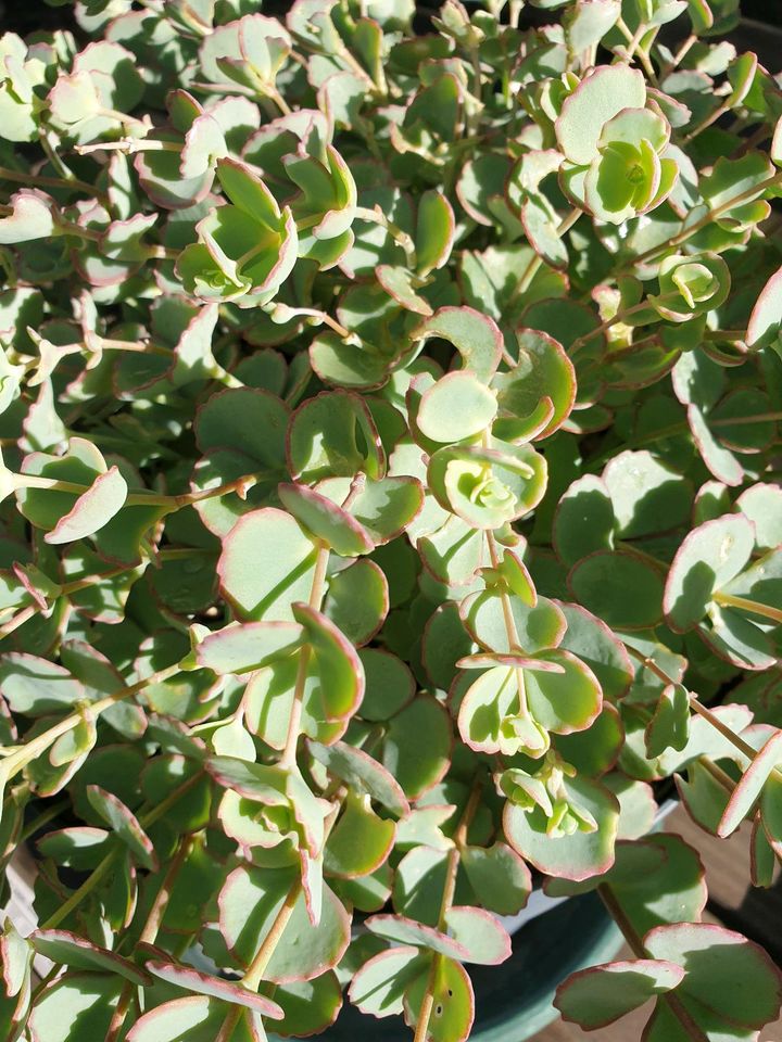 Pflanzen Sedum sieblodii Fetthenne Balkon bedingt winterhart in Leipzig