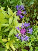 Berg-Flockenblume Gartenblume Sommerblume sonnig Baden-Württemberg - Renningen Vorschau