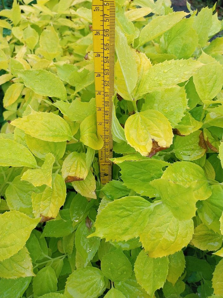 Gold- Bauernjasmin, gelbes Laub, toller Blühstrauch, duftend in Gießen