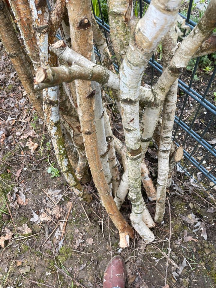 Birken Äste Stämme frisch in Möhnesee