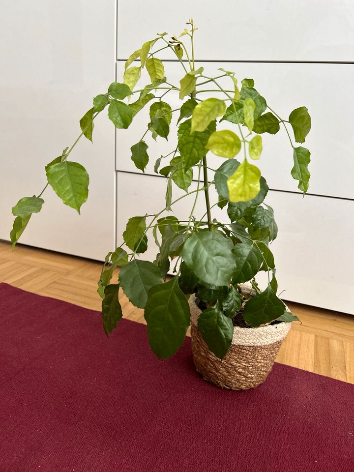 Zimmerpflanze mit Topf, ca. 45cm in München