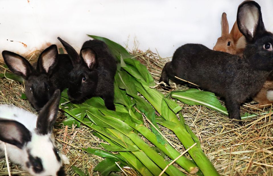 Verkaufe sehr hübsche Kaninchen, Kaninchen zu verkaufen in Sachsen