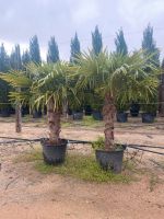 Palmen aus Spanien Baden-Württemberg - Kippenheim Vorschau