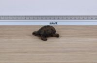 Schleich 14404 - Spielzeugfigur Schildkröte Nordrhein-Westfalen - Olfen Vorschau