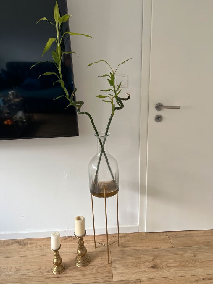 Glücksbambus pflanzen mit Ikea Flasche im Wasser in Köln