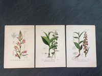 drei antike Chromolithografien (Orchideen), handcoloriert Brandenburg - Eichwalde Vorschau