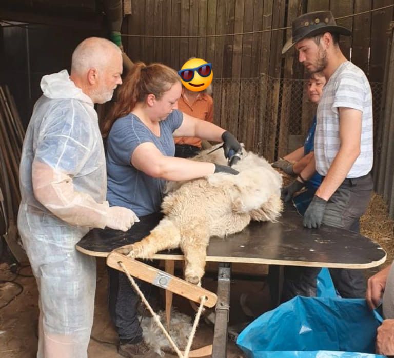 Alpaka Schur - Scheren - Lama - keine Termine mehr im Mai ! in Schwarzenbach am Wald