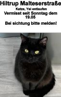 Katze vermisst Hiltrup Münster Münster (Westfalen) - Hiltrup Vorschau