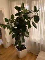 Ficus Elastica Gummibaum ca 2m inkl Topf München - Berg-am-Laim Vorschau