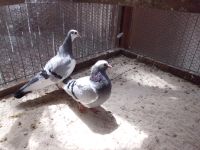 4 Tauben Ziertauben Nordrhein-Westfalen - Kevelaer Vorschau