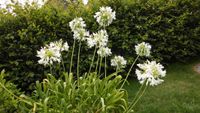 Afrikanische Schmucklilie, Agapanthus weiß Sachsen-Anhalt - Magdeburg Vorschau