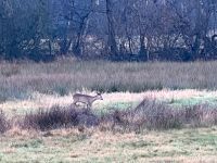 Jungjäger sucht Ausstattung Niedersachsen - Harpstedt Vorschau