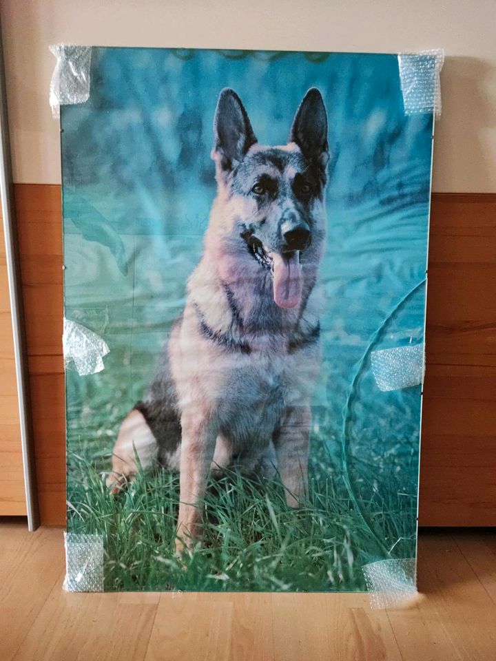Glaswandbild groß, Deutscher Schäferhund 93 x 62 cm, leider defek in Schwarzach