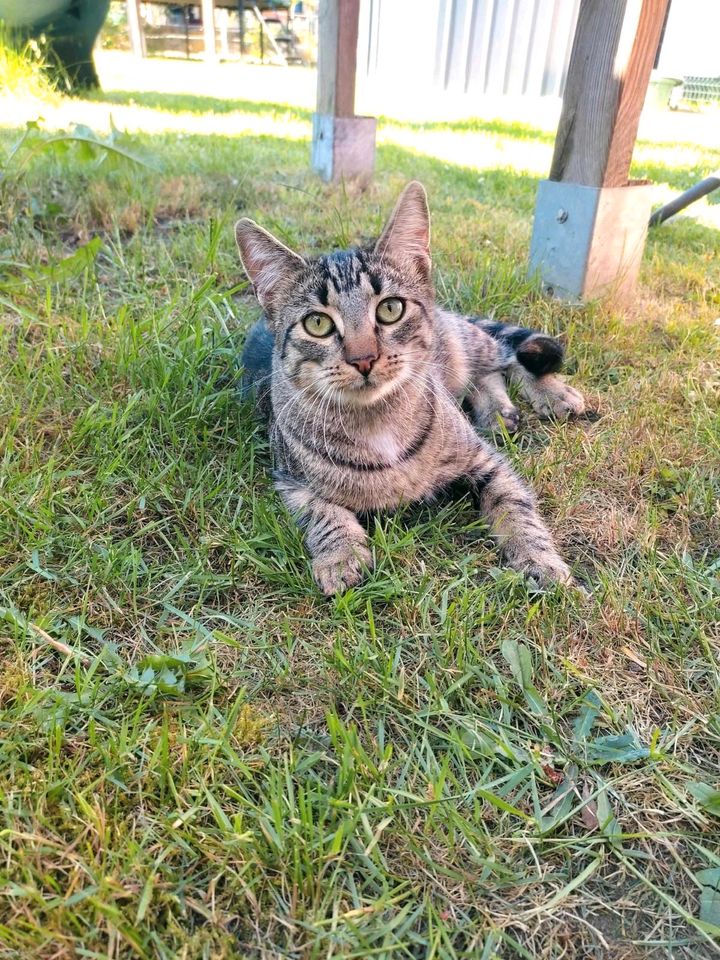 Katze, Kitten, EKH ❤️ Buttercup ❤️ in Finsterwalde