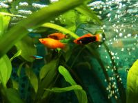 Platys Aquarienfische Jungfische Mix abzugeben Baden-Württemberg - Amtzell Vorschau